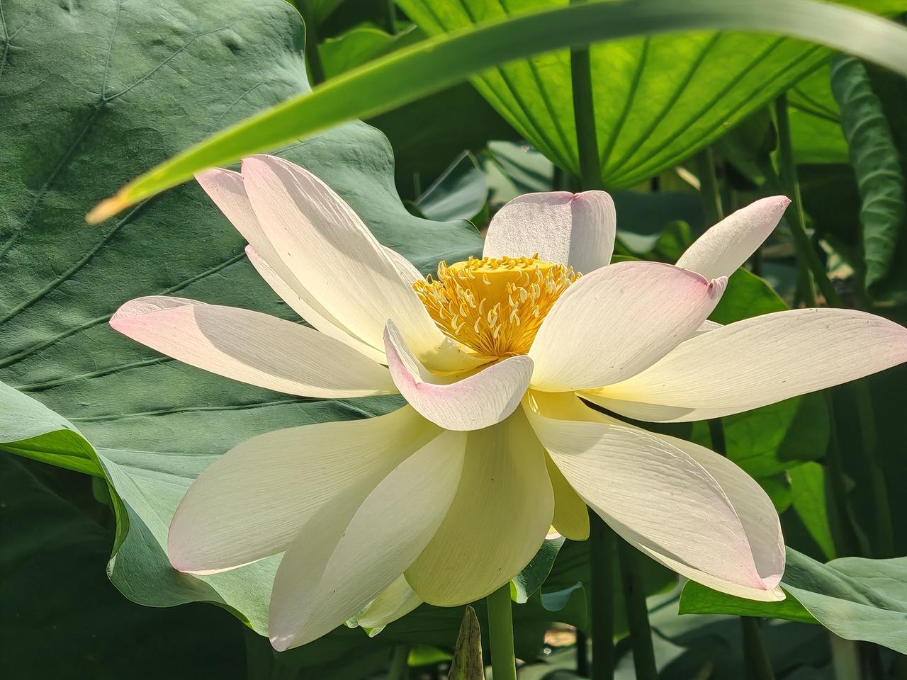 端午到啦，空气中满是粽子的清香，这香味仿佛把一家人的心都紧紧系在一起。
人到中年