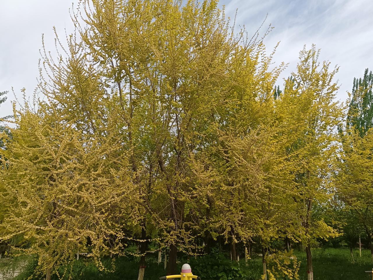 花非花，叶非叶。花似叶，叶是花。