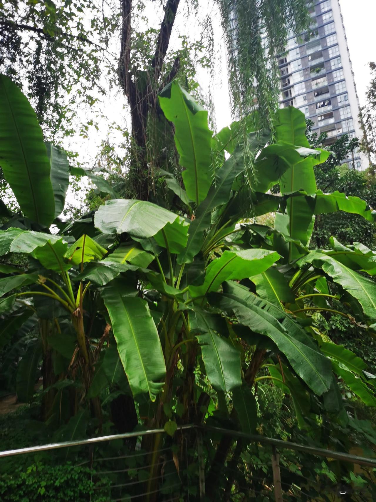 重庆财富中心天鹅湖绿植繁茂，氛围清幽，茶室林立，高楼环绕
重庆天鹅湖绿植繁茂，氛