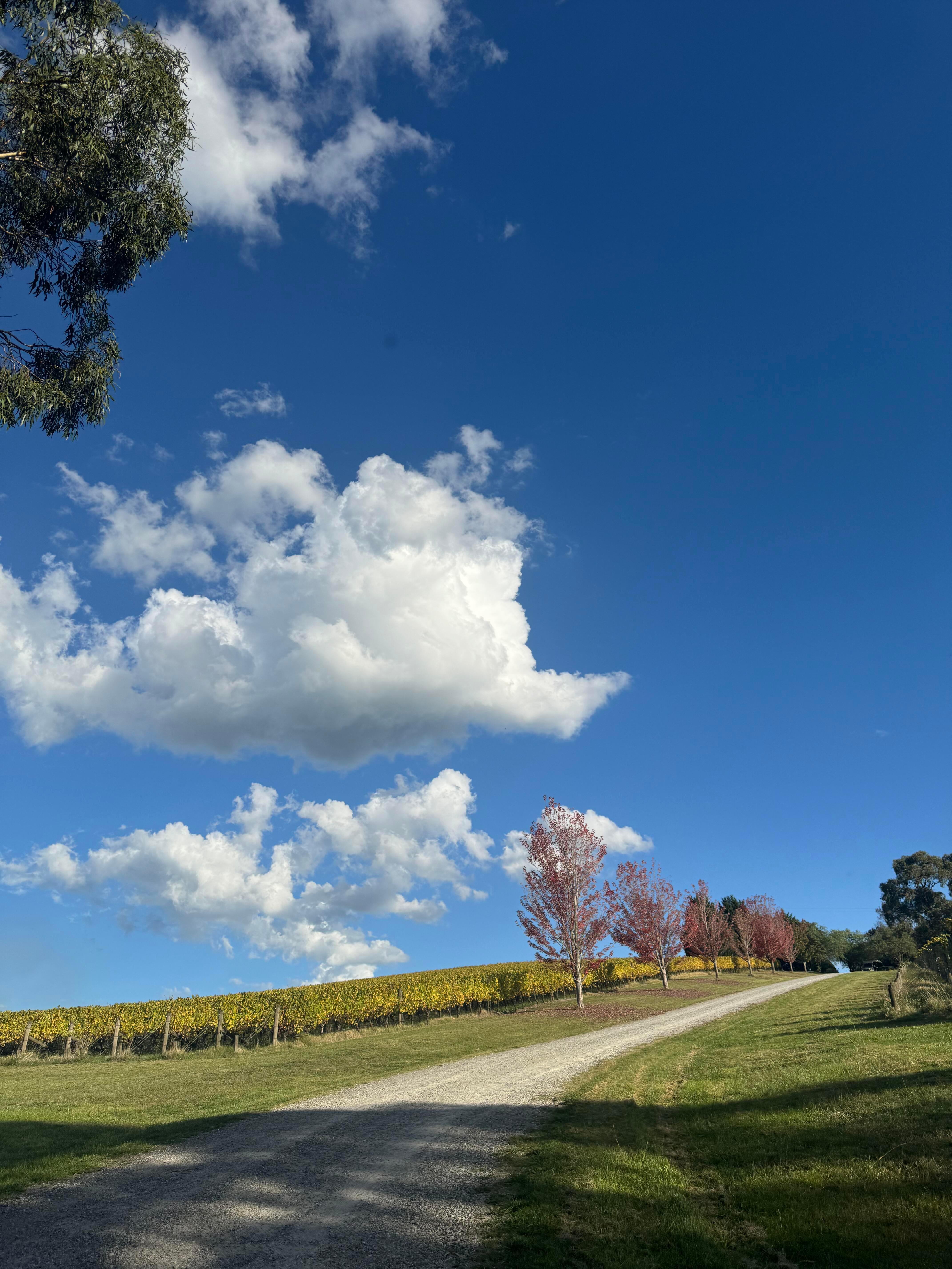 张九南在墨尔本。 