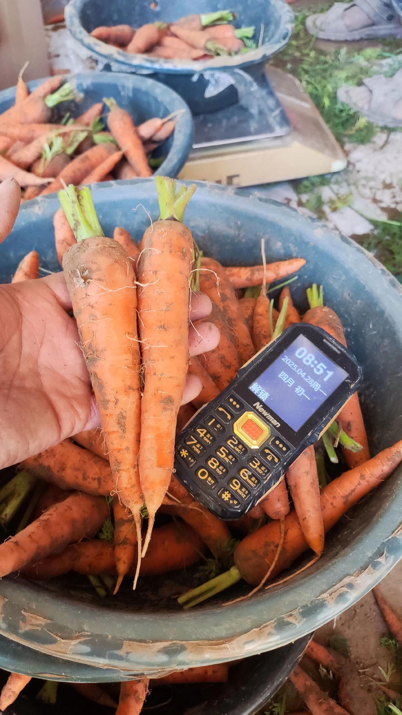现挖新鲜老品种胡萝卜