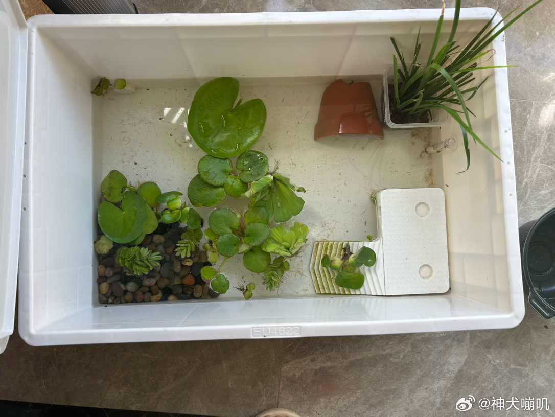 现在的布置。俩孩子分别在两个躲避里。都有了自己的小窝～ ​​​
