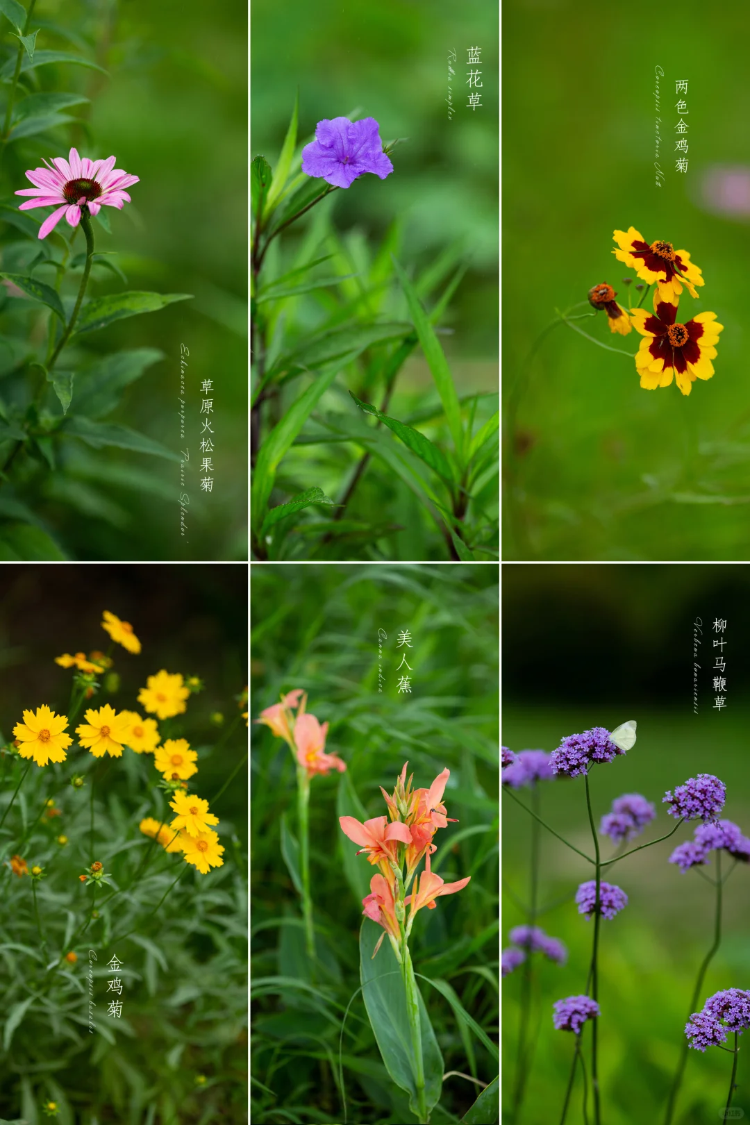 淀山湖畔的花|夏天植物日志