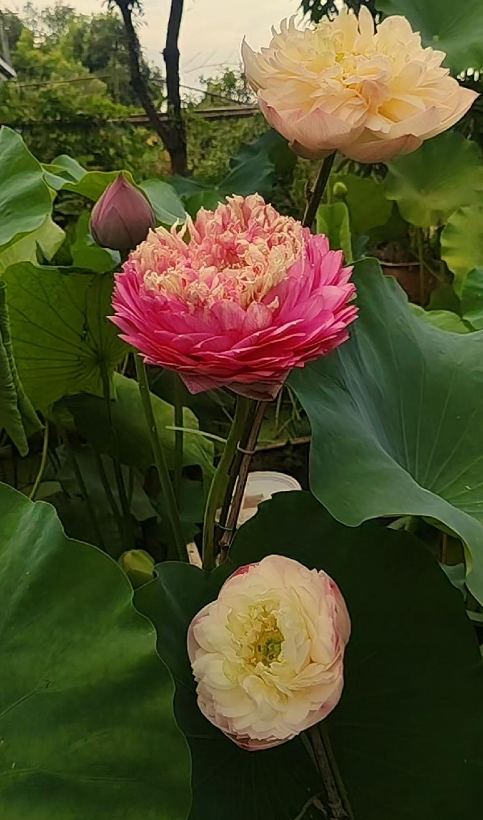 池中荷花盛开，是大自然最精致的画作，令人心旷神怡～