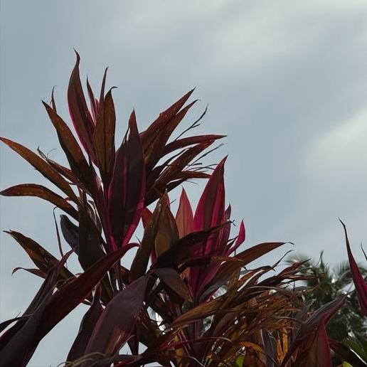 信息   关于大兴政协的
 
11月27日下午6:30，关于大兴政协的信息传递出