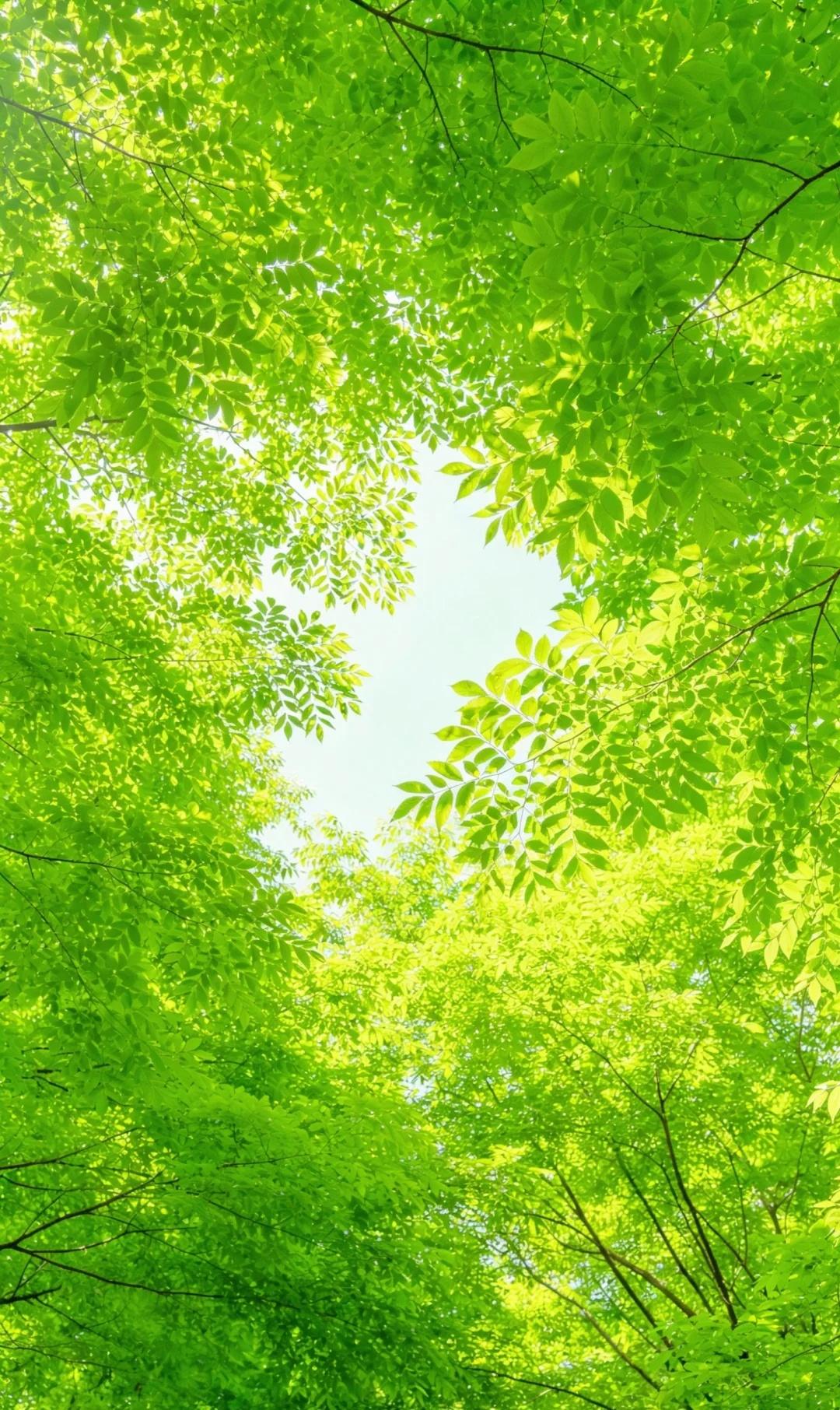 晴天，绿叶，阳光🍃
风来叶动，心定人安
以叶为信，寄与四季
风遇叶，心遇光
