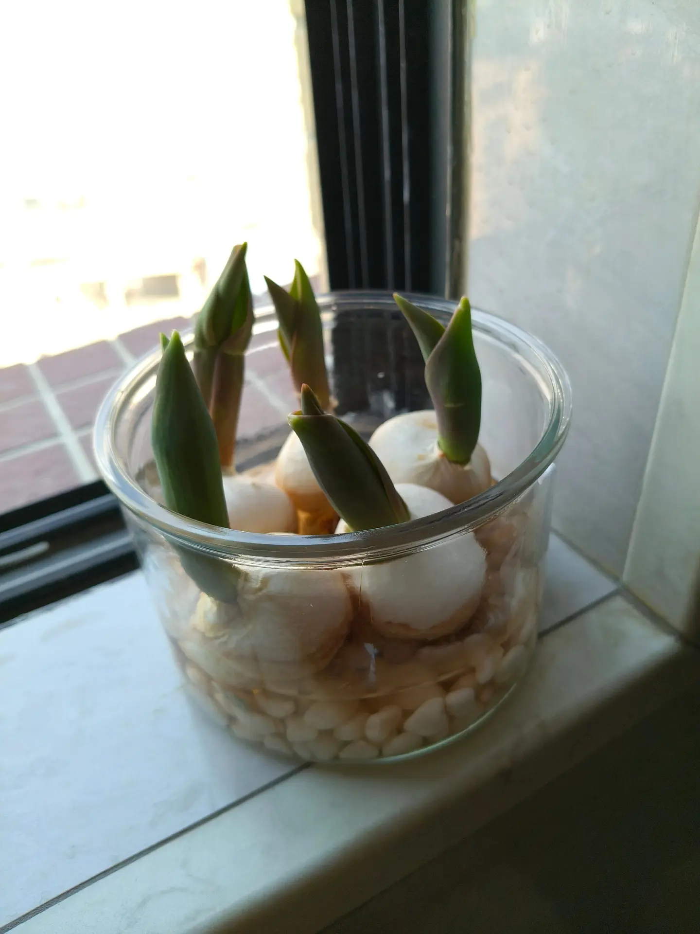 我的花一天一天长大😁😁