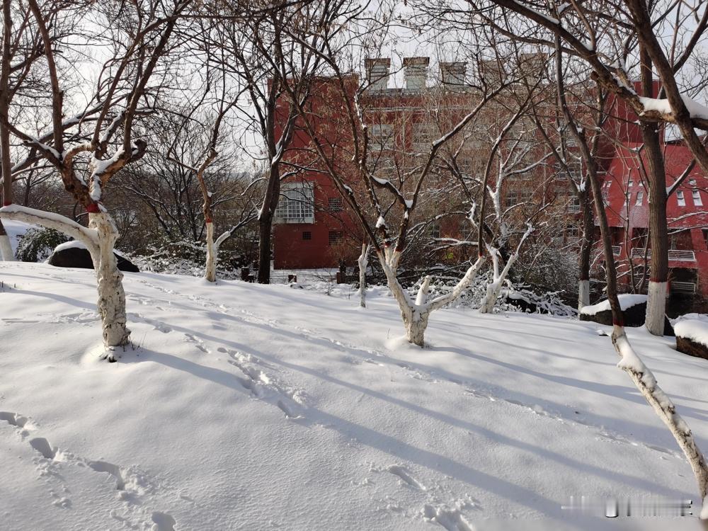 济南这场三月飞雪太震撼了！无影山校区银装素裹，3月2日单日降雪量29.3毫米直接