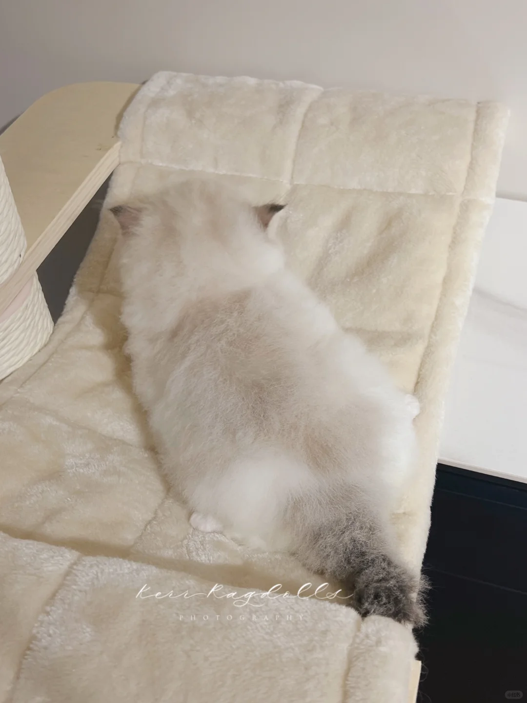 KERR布偶猫｜这是熊宝宝吧🍼