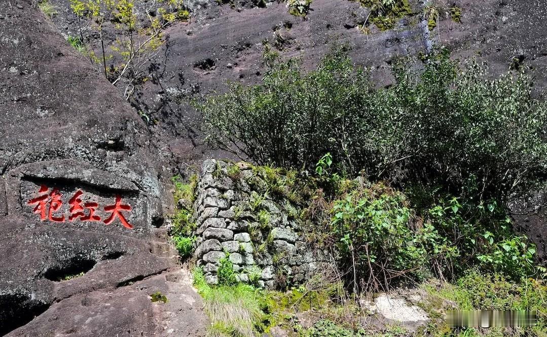 （原创）闲说大红袍
今年一月二十五日发了《三香茶》作文，文中承诺“至于这大红袍的