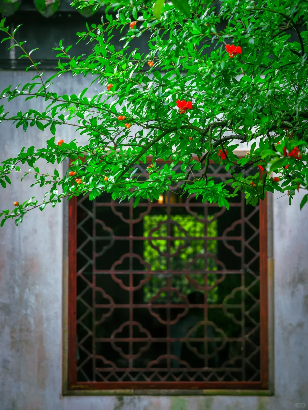 苏州留园｜姑苏榴花开欲燃🌺这是夏天的心脏