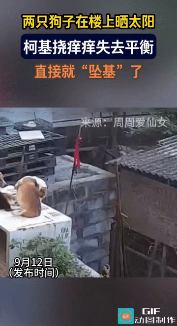 “笑不活了!”阳光明媚的午后，两只狗子正在楼上享受日光浴。短腿柯基突然开始挠痒痒