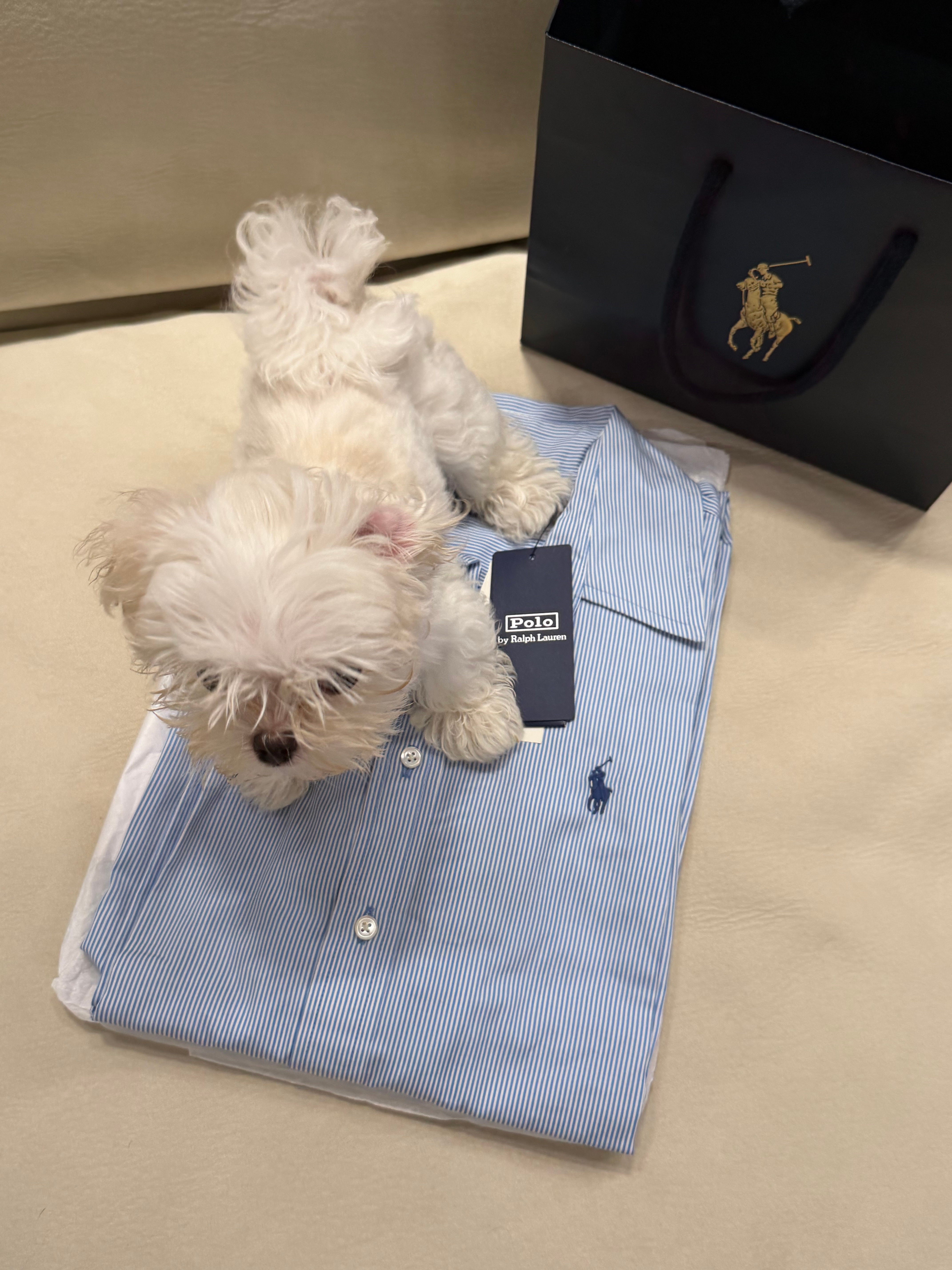 买了个衬衫裙👗在这儿拍购物分享Louis像个炸弹一样冲了过来live图笑死我了