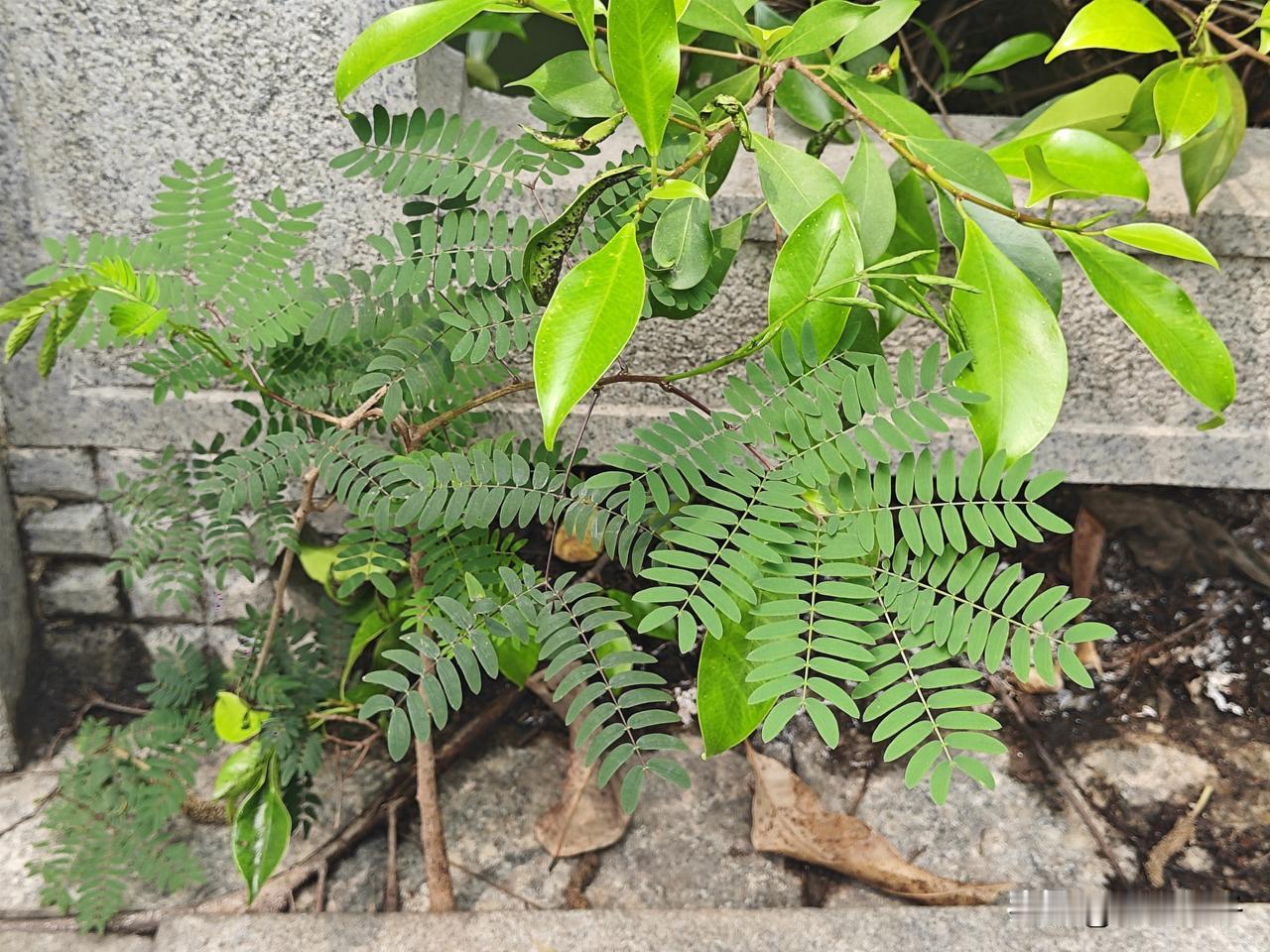 春天热闹的是花朵，小树悄悄发芽出来了，到处都是绿意，树上都长出苔藓了。
春雨细细