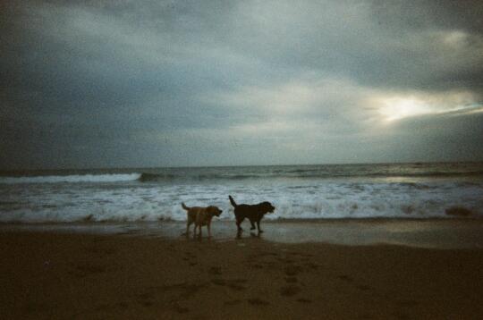 小狗和小狗 🦮🐕‍🦺