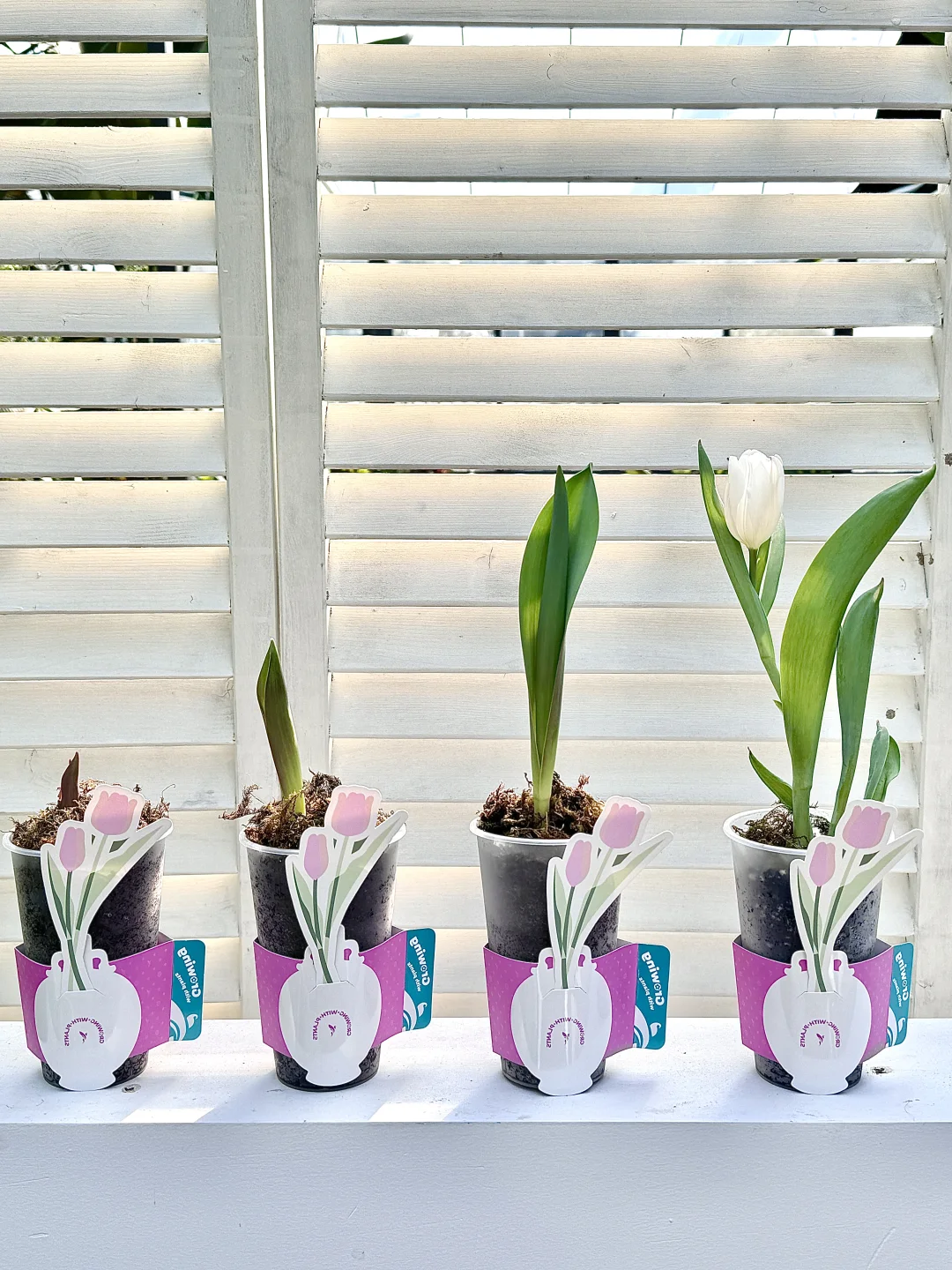 这清晰的生长轨迹 太有成就感啦~