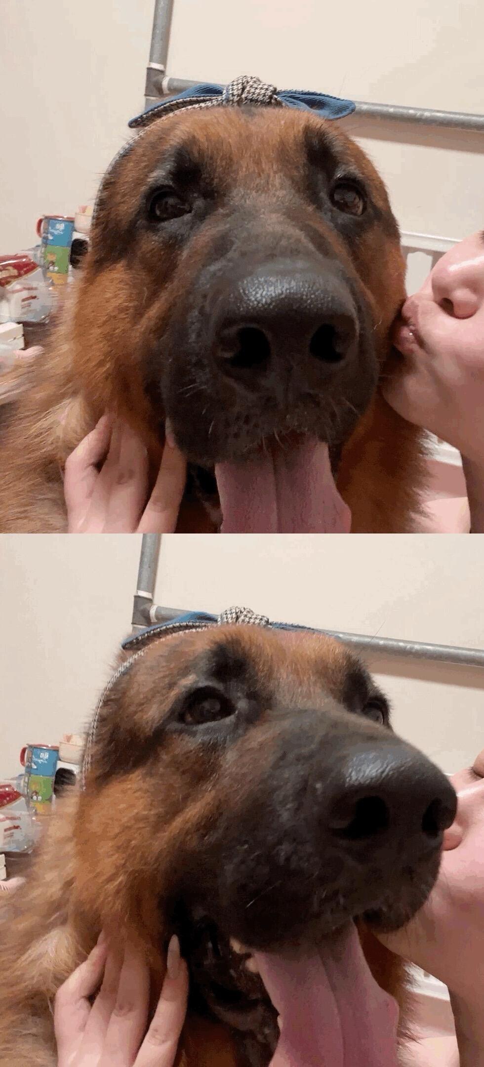 一张照片证明你的狗子跟你很好