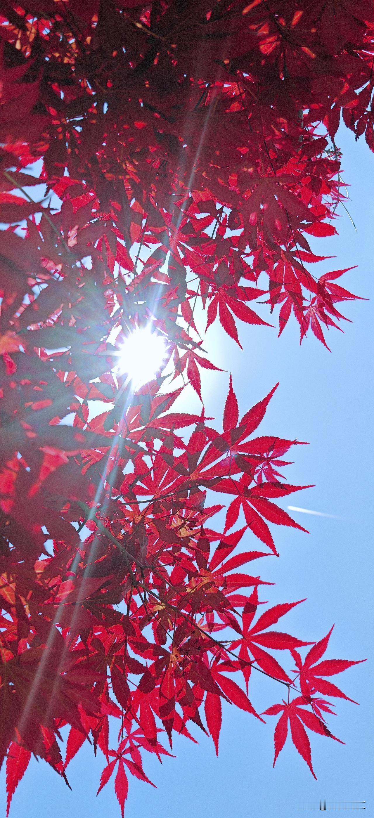 初夏的红枫令人陶醉

很多人称赞秋日的枫叶最美，如火如荼，燃尽一季的生命，壮烈得