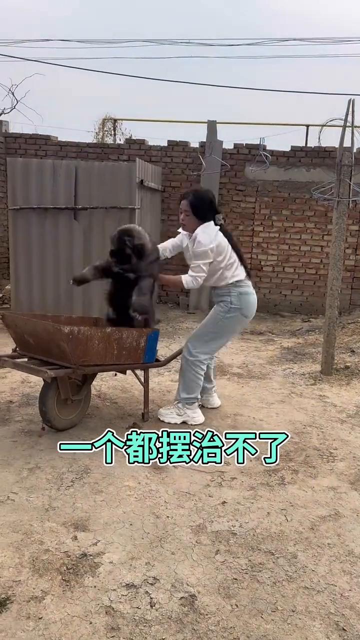 一个都摆治不了。