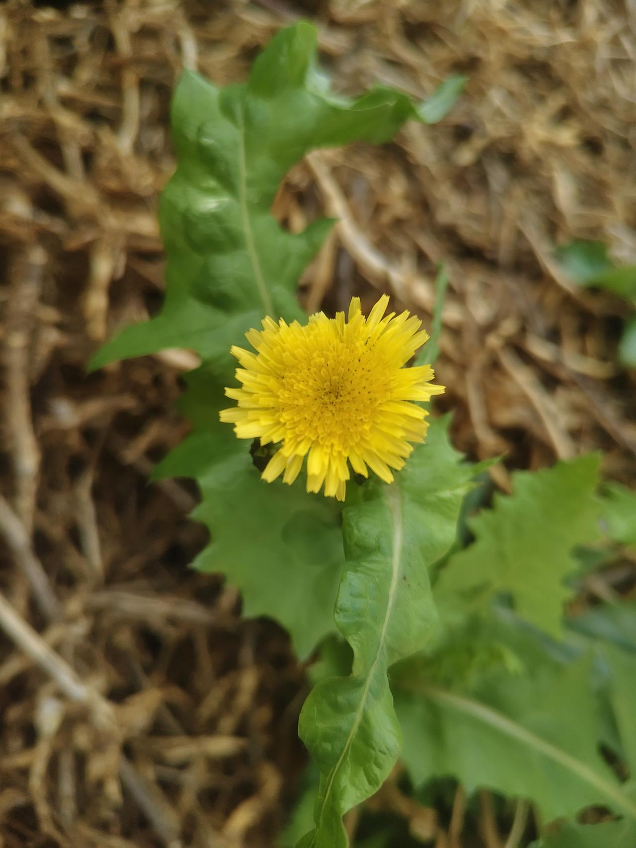 生活中总有些美好值得随手记录，就像那些不经意间邂逅的花朵。我曾在路边拍到小雏菊，
