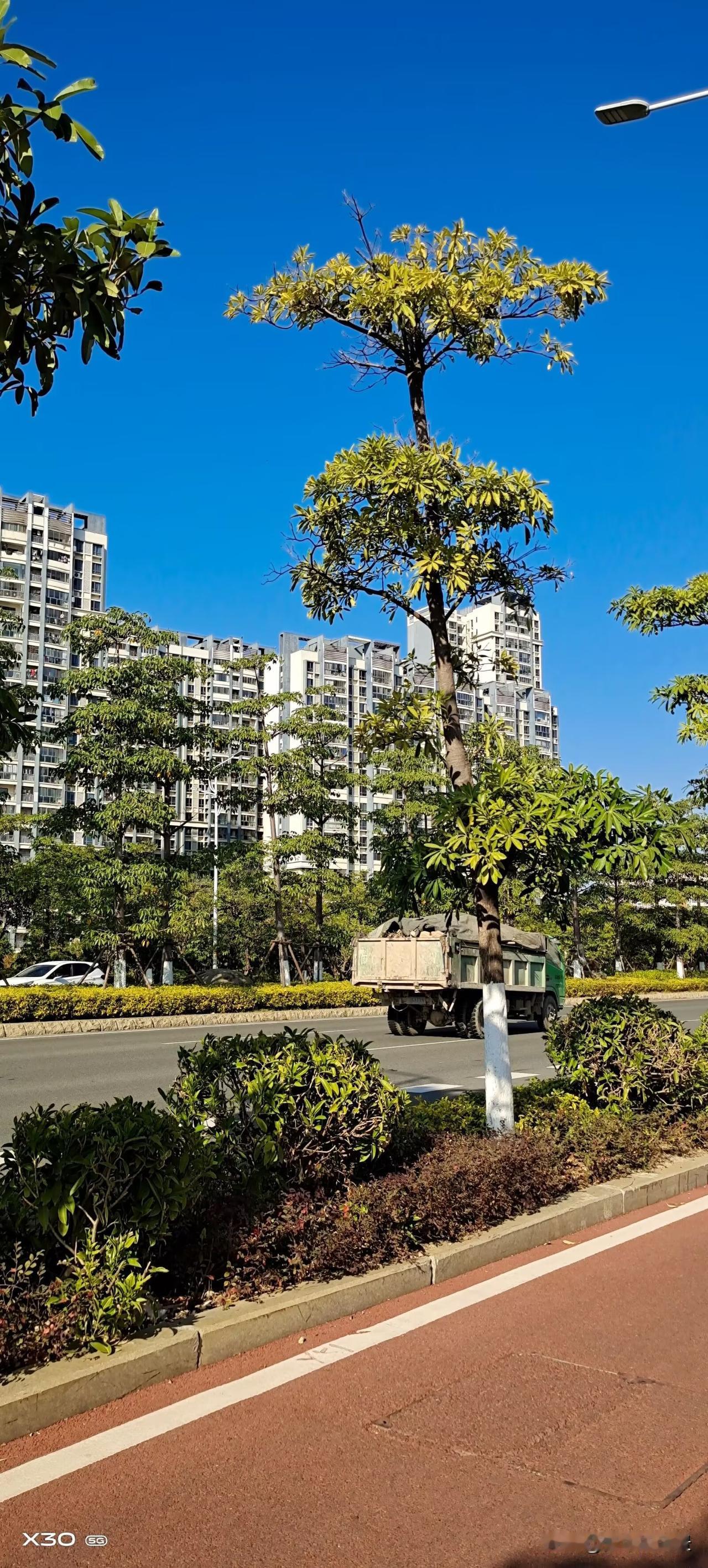泉州的风景就像一幅绚丽多彩的画卷。春日里，这里繁花似锦，樱花、三角梅、山茶花等竞