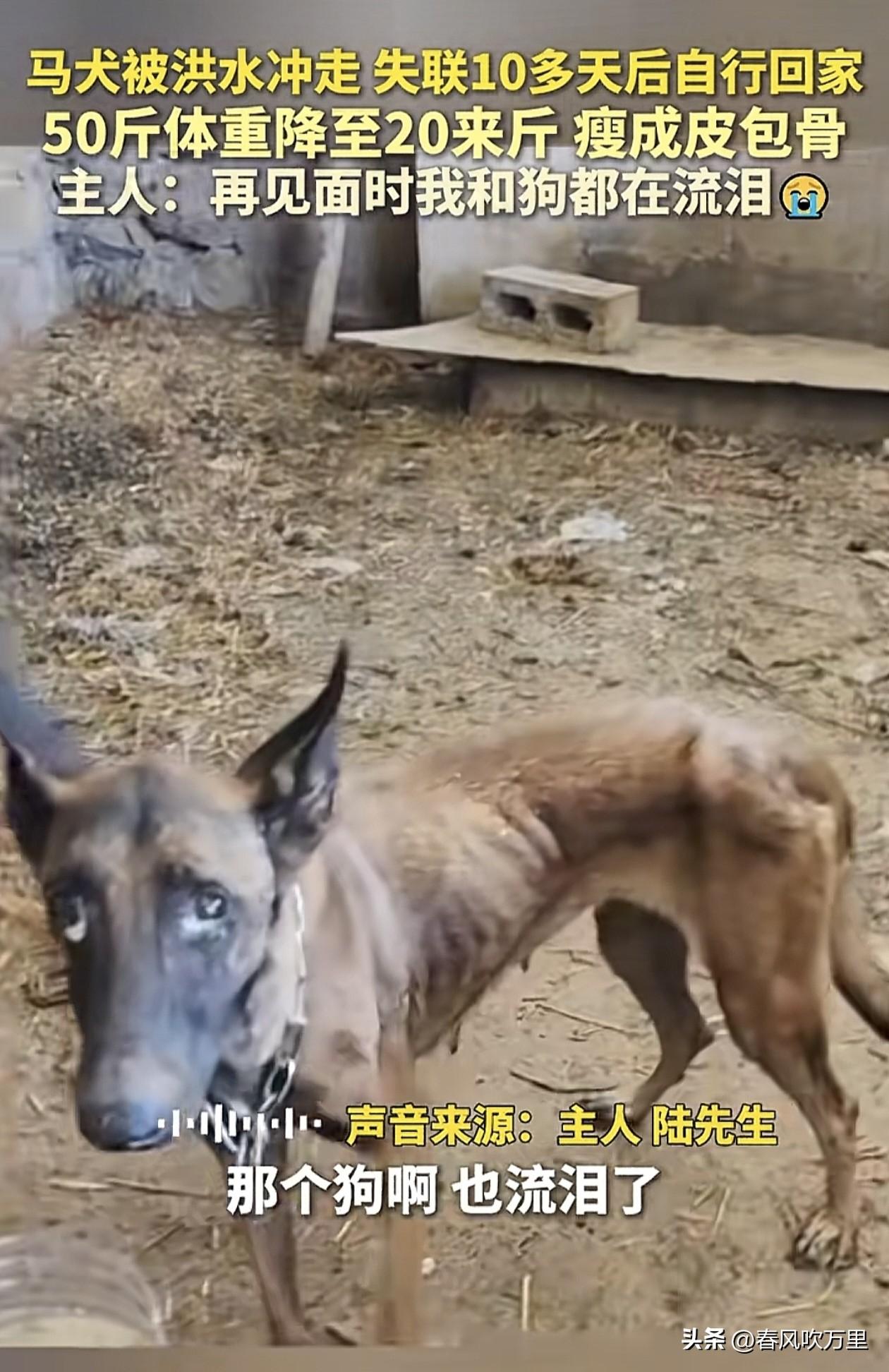 谁能想到这只瘦的皮包骨，眼角还挂着泪水的马犬就在10多天前，还是一只体型健壮，将