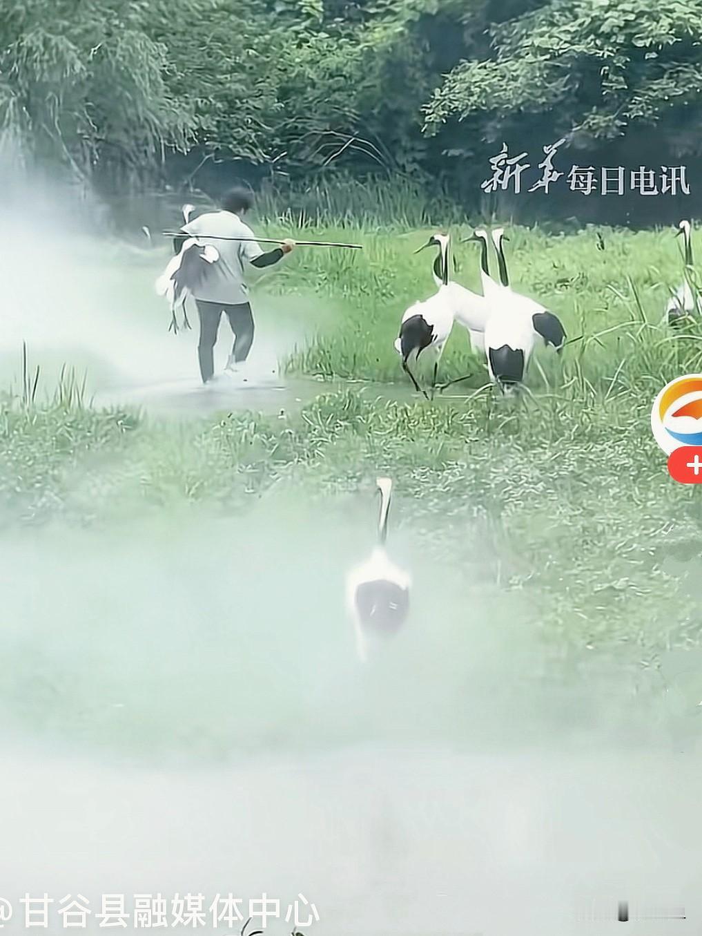 近日，浙江某景区，傍晚到了丹顶鹤归巢下班的时间，一群优雅的仙鹤本来准备乖乖回巢，
