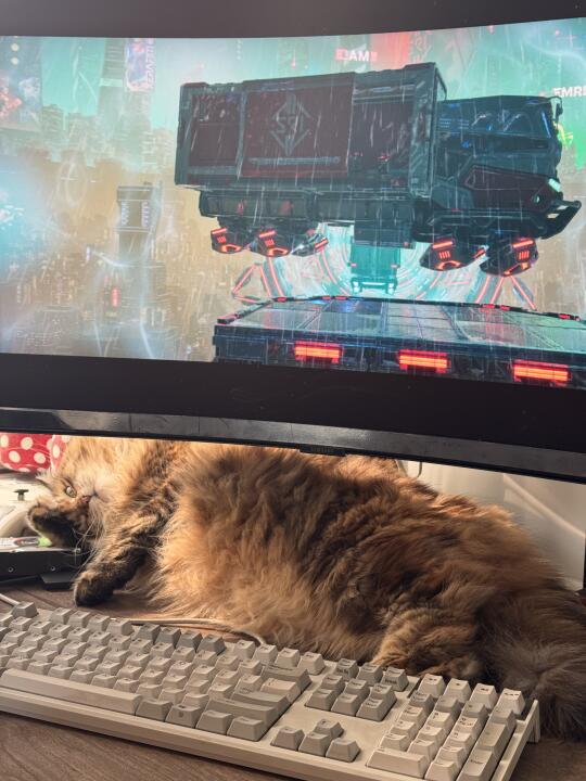 有一只电竞小猫！