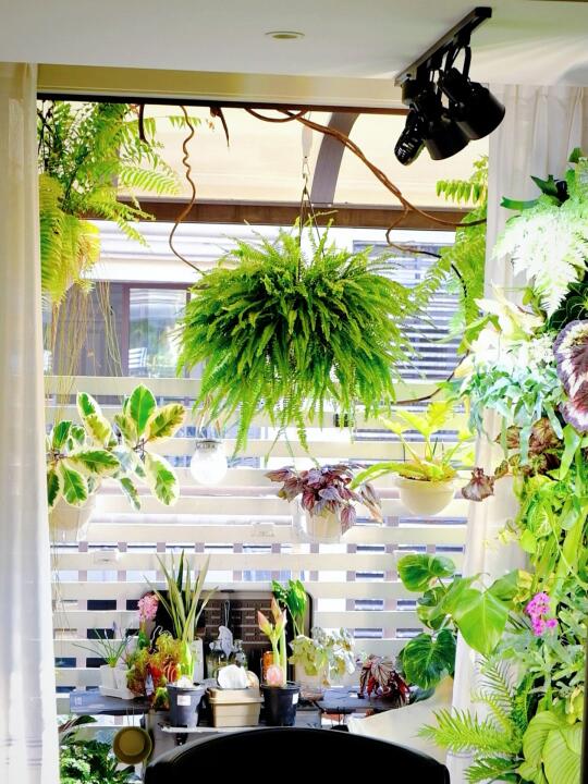 懒人好养植物｜与植物一起生活的1835天