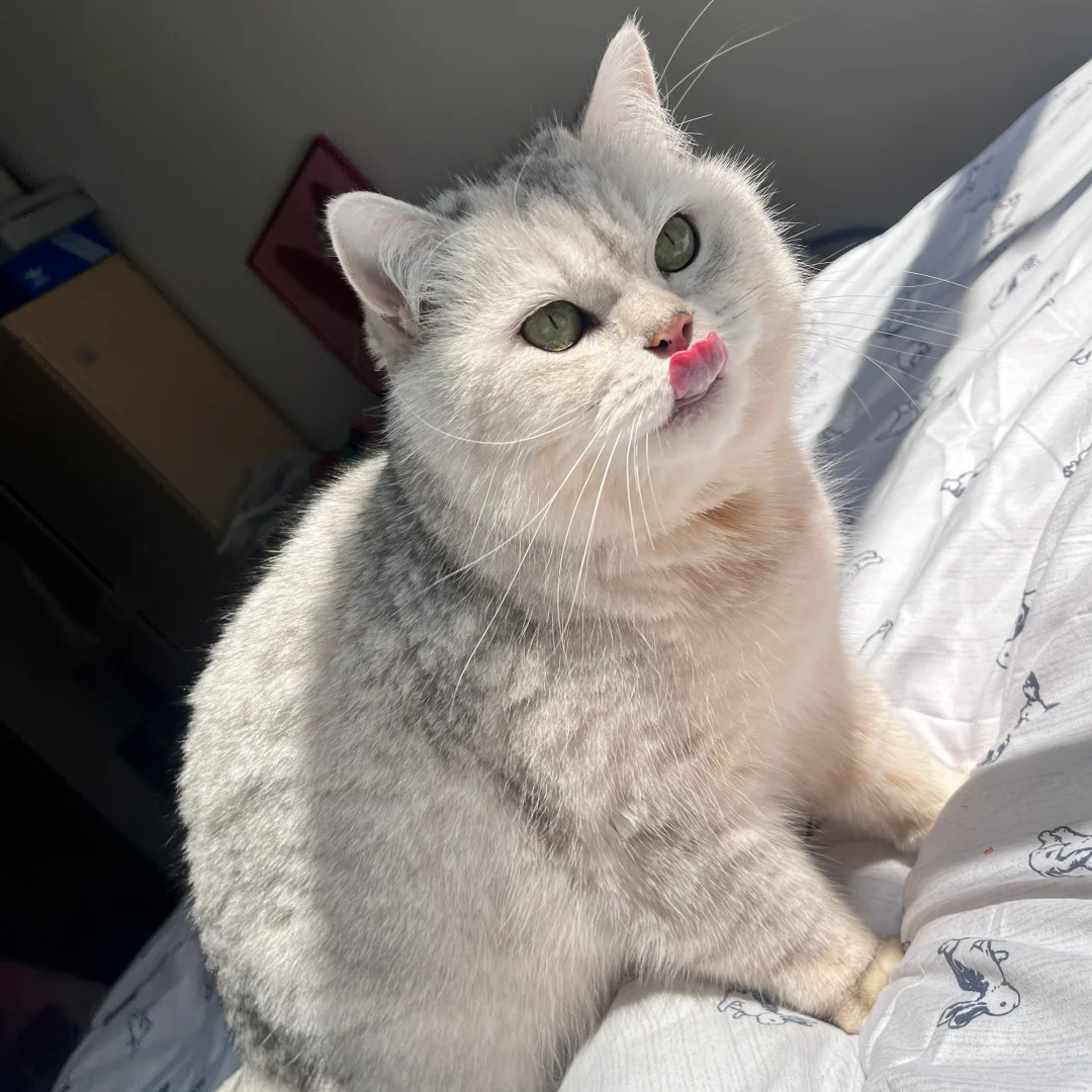 借点阳光晒团子🐱