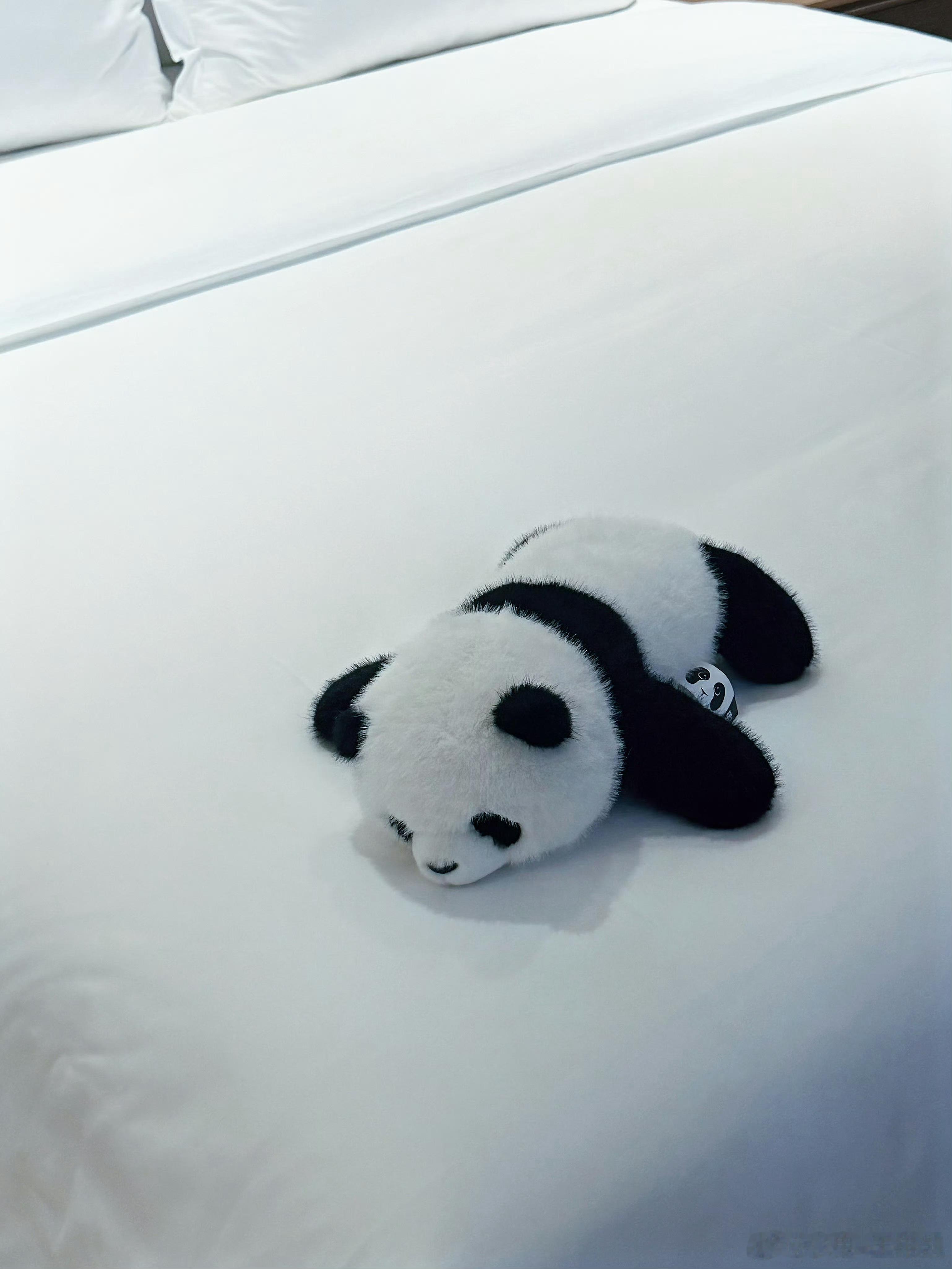 这也太可爱了我去，这酒店怎么仿佛我去成都也是住的这个，这只熊猫异常之眼熟