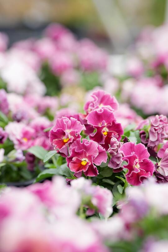 莫莉花园春天的气息扑面而来💕🌷