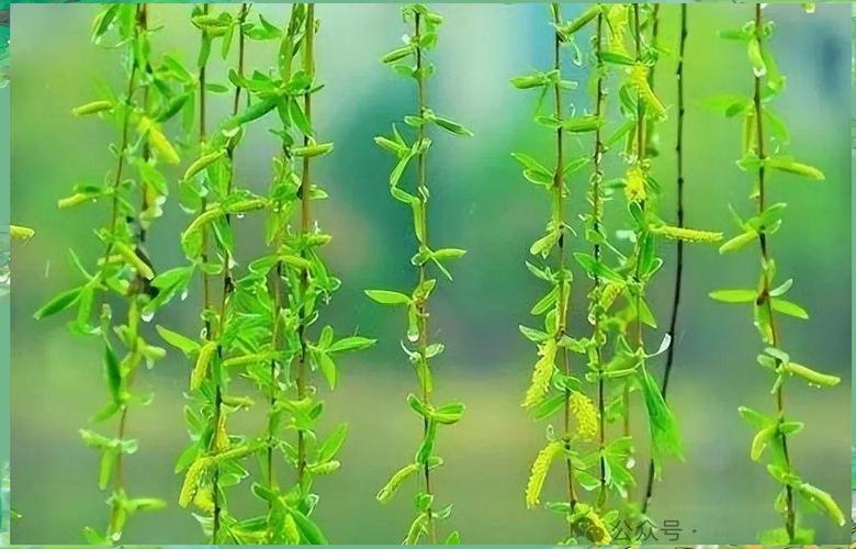 东风解冻柳丝柔，
桃李争春映画楼。
紫燕衔泥穿巷陌，
金鳞戏水跃汀洲。
寒消九野