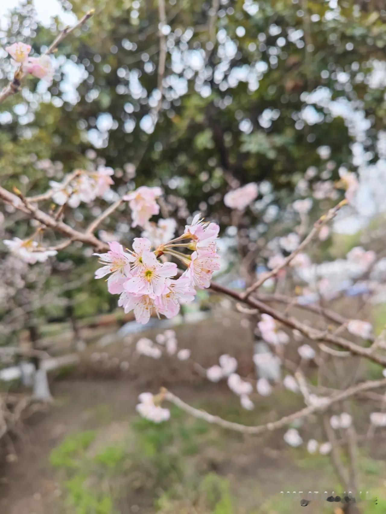 樱花已经盛开了，这个月份盛开的樱花应该是早樱，淡粉色樱花娇嫩且纯洁，滴滴散散盛开