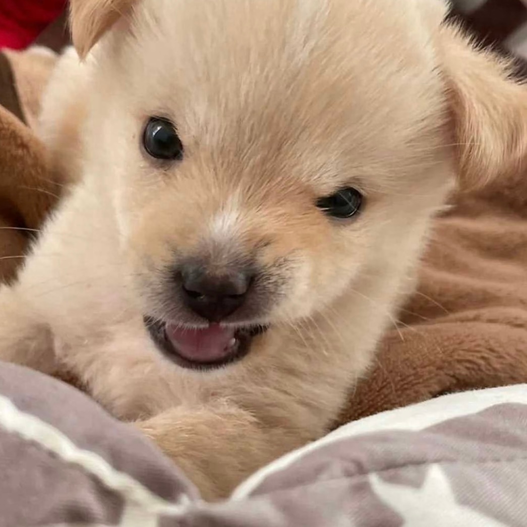 tws唯一c位ace金道勋 🐶金道勋 小狗，特别好，小狗脑袋毛茸茸的，小狗鼻子