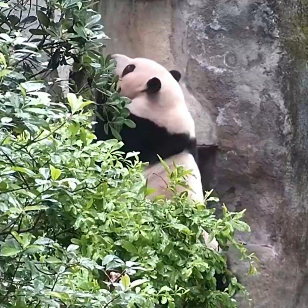 今日份像素小熊之洞洞花🌸 