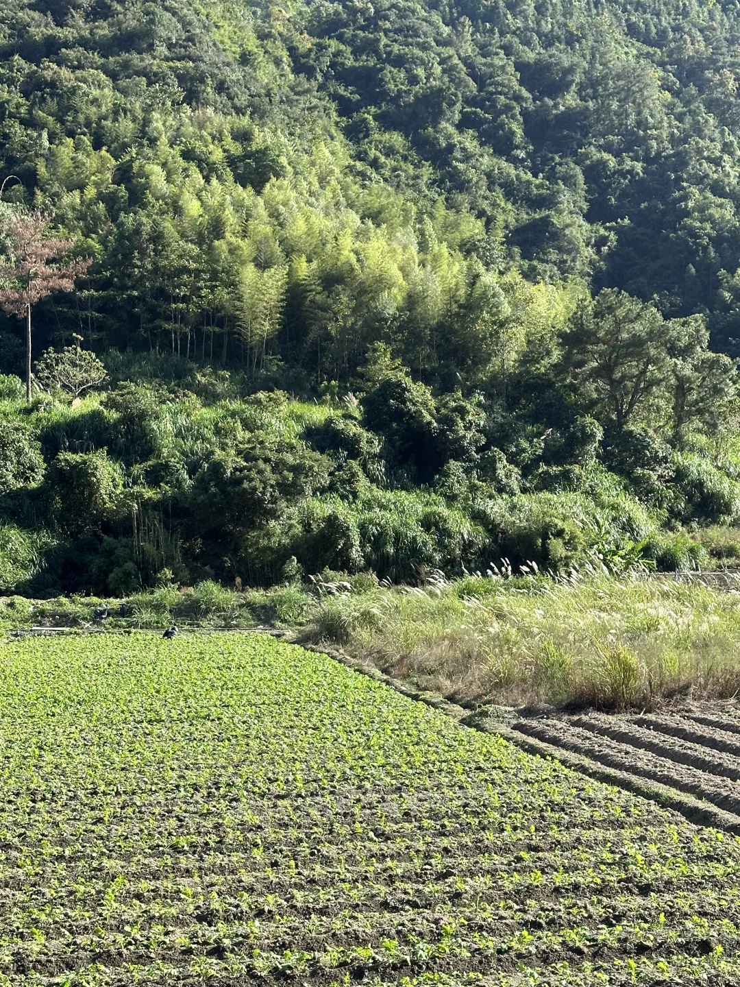 油菜长真快，预定一下明年春天的油菜花海吧～