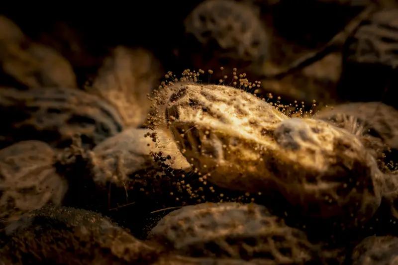 发霉的花生和坚果可千万别吃！花生是最易被黄曲霉毒素污染的食物之一，世界卫生组织把