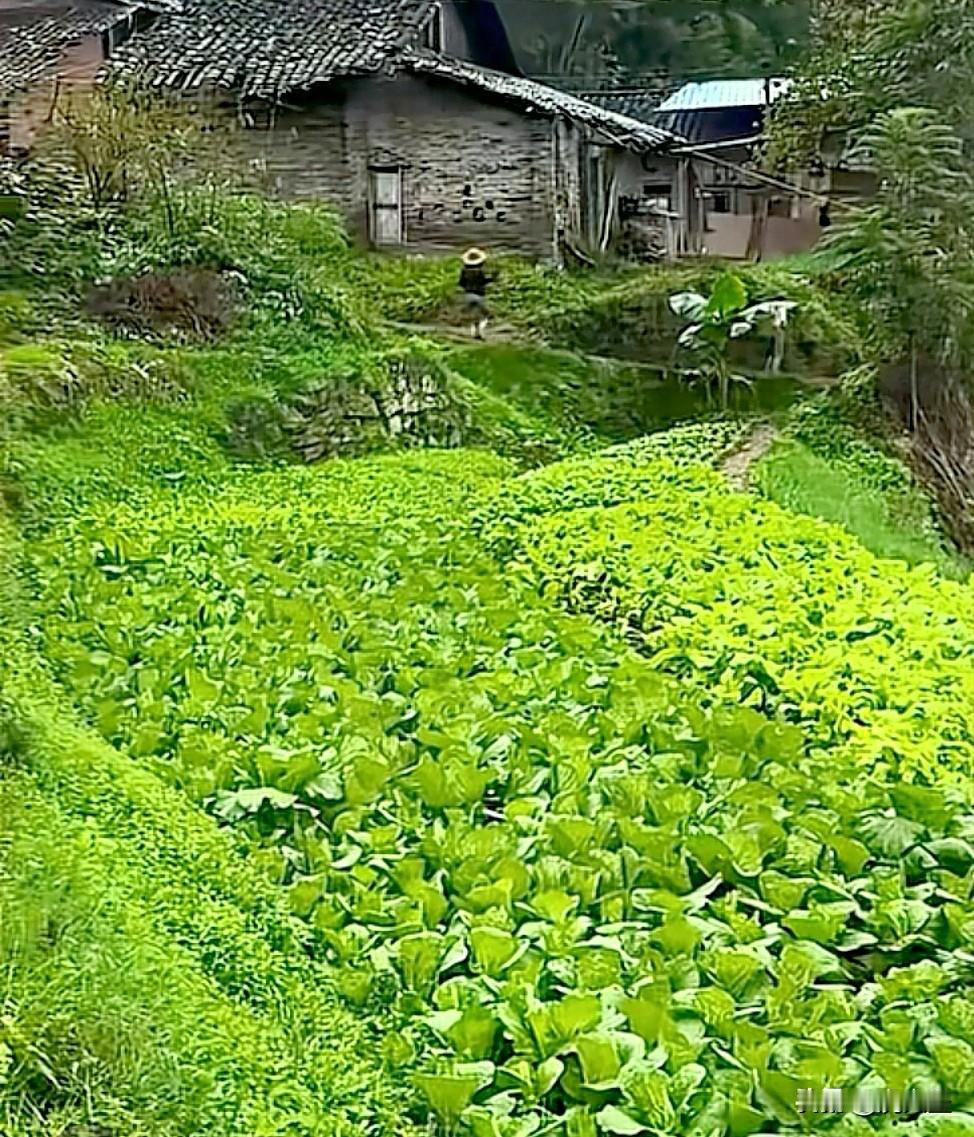 分享我拍的乡村美景照片，那画面太有感觉了。有次我去乡下，看到一片绿悠悠的菜园，小