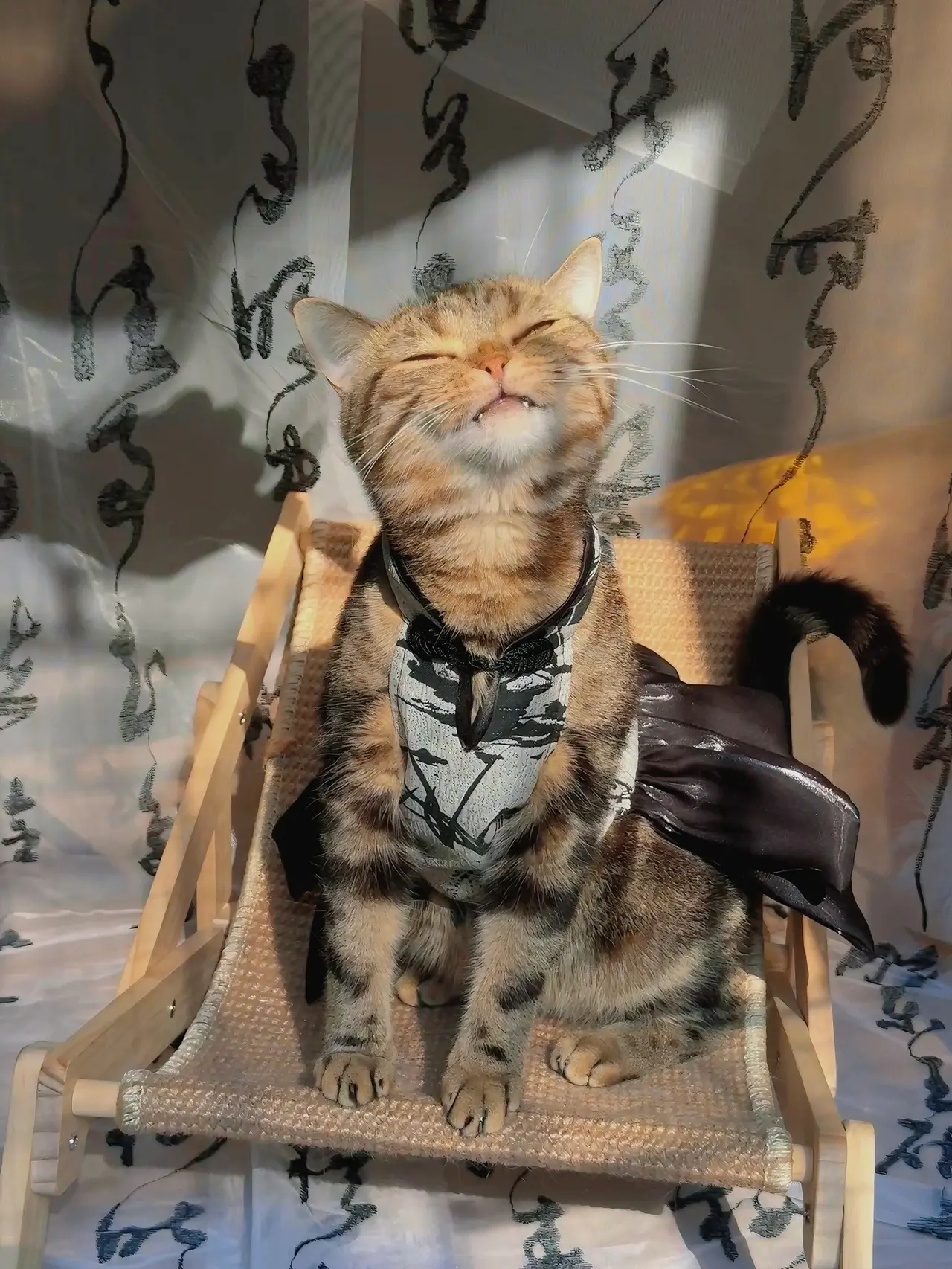 小猫咪香喷喷软糯糯的！忍不住多吃了几口小脸蛋​​​