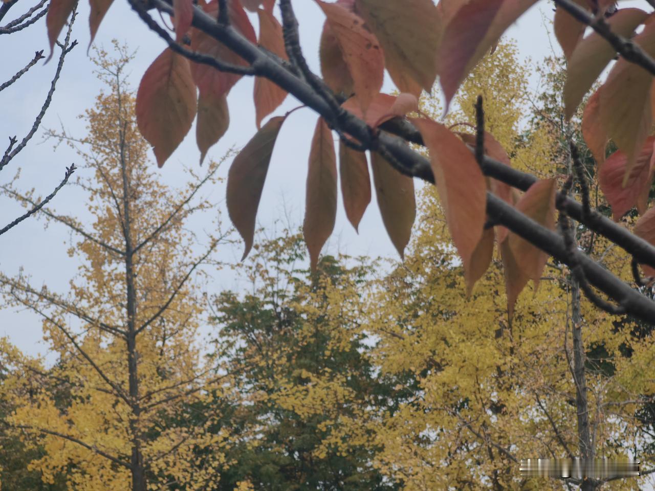 发一张你手机里的风景照片