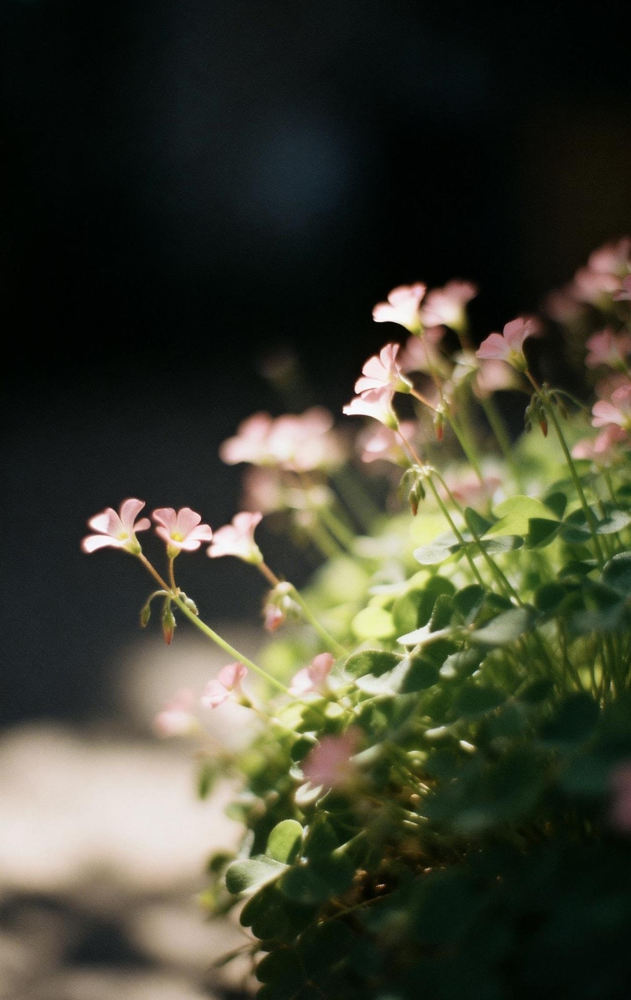 精美壁纸（697）🌈
📝画面以大留白极简构图，中远景里一蓬酢浆草舒展飘逸，细