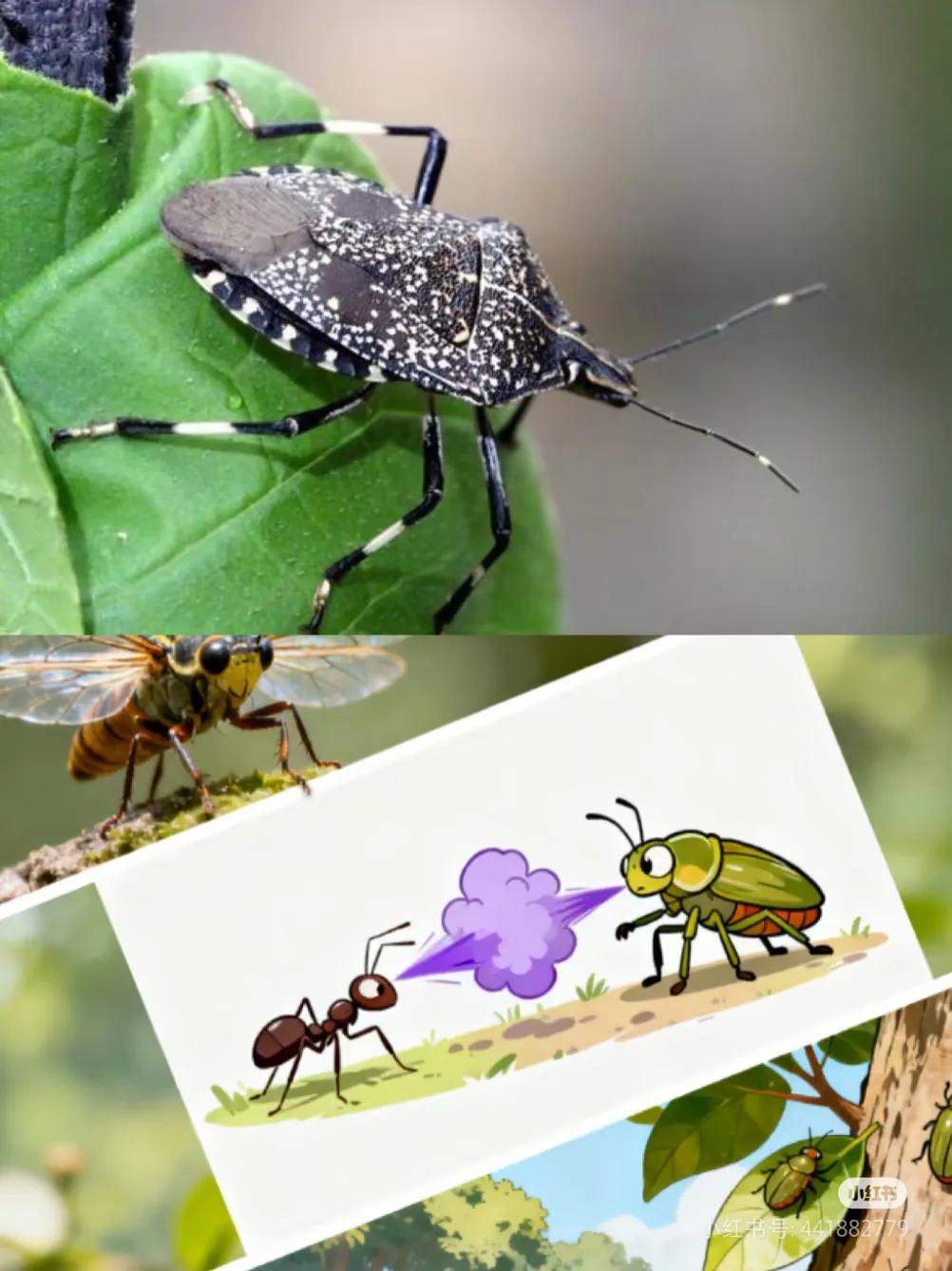 医生称：臭大姐可以吃，但别多吃

臭大姐的第一批受害者出现了

不是因为吃了有毒