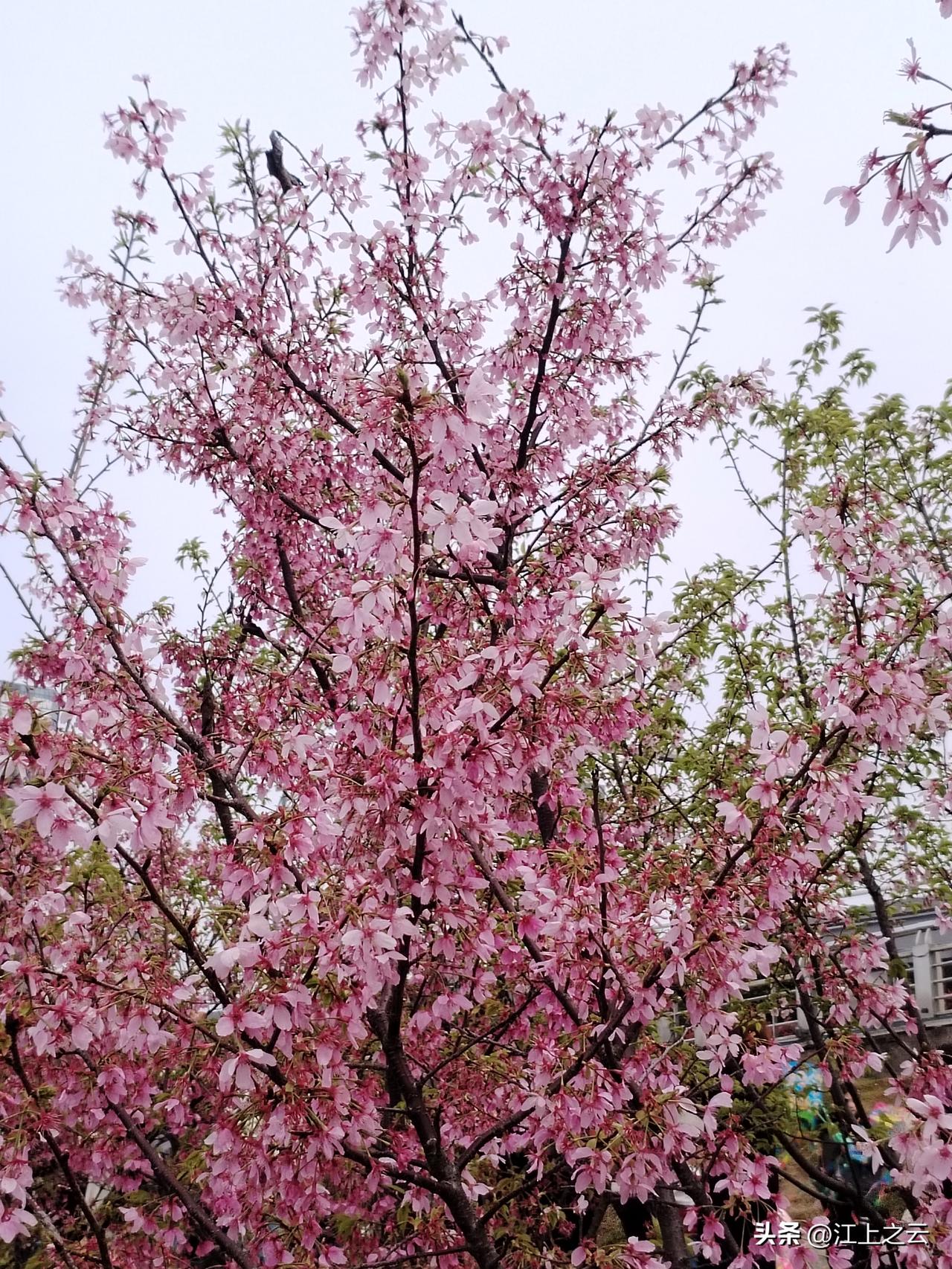 3月下旬，樱花开了，你们看看，漂亮不漂亮？
唯美樱花瞬间 梦幻樱花写真 唯美樱花
