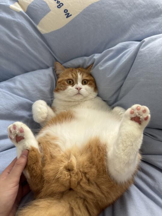 妈妈 你要对猫做什么？