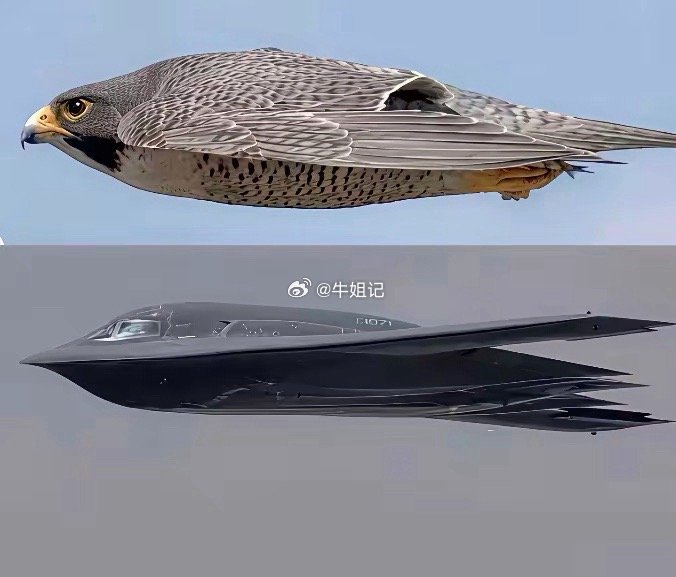 人类的学以致用，机出于鸟，而猛于鸟！ 