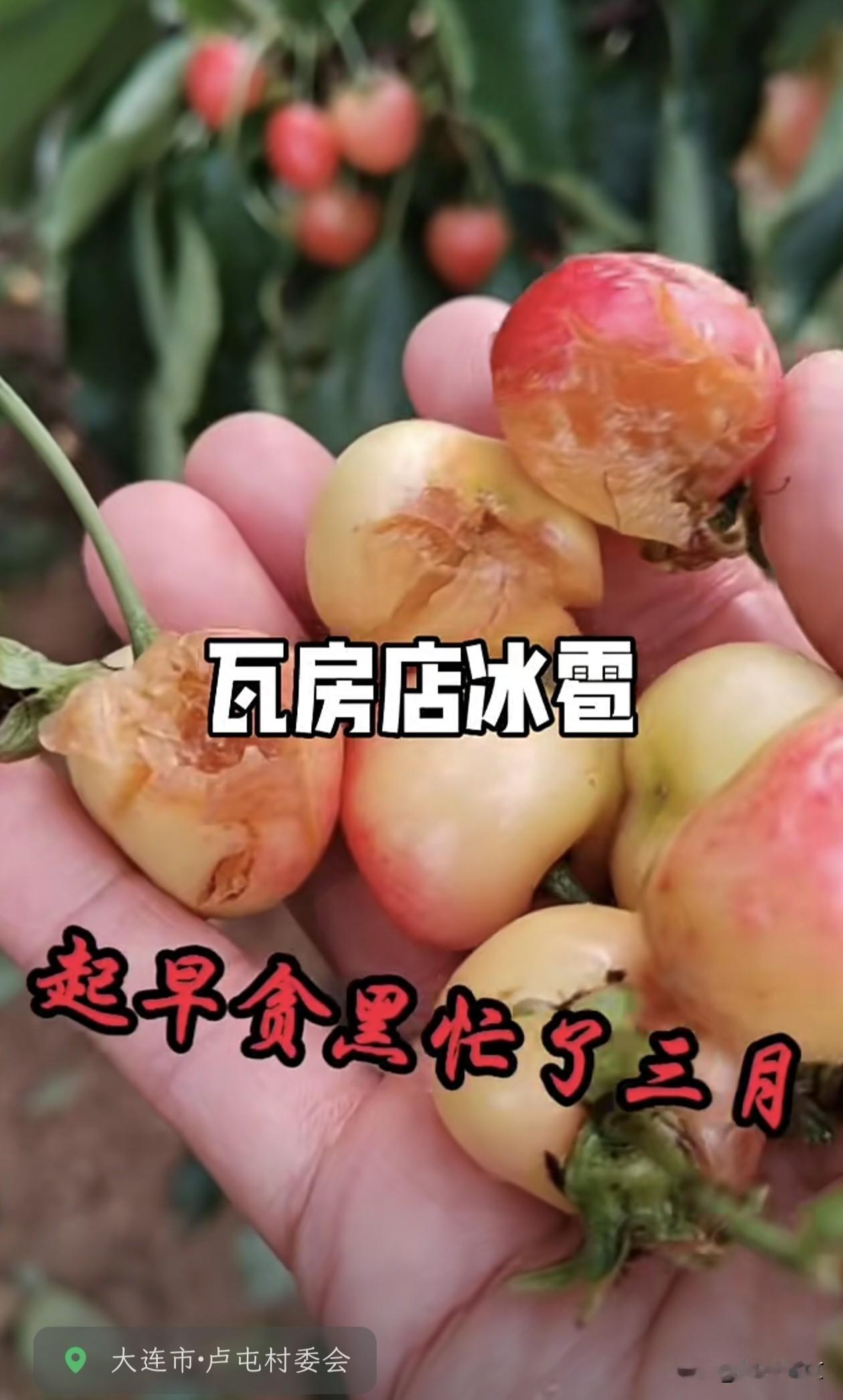 瓦房店樱桃遭冰雹重创，果农双重承压，盼良策护一年心血…
 
眼下正是大连瓦房店大