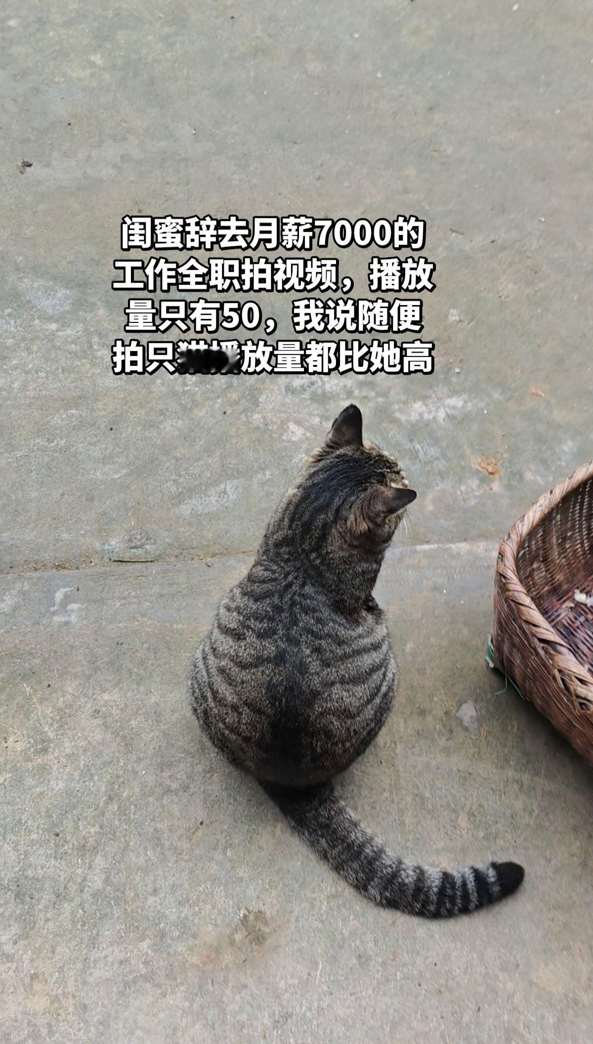 猫咪 萌宠出道计划 小气鬼王澳楠eve我假装大方