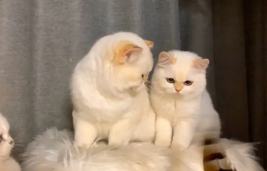 英短金点 金点渐层 金点