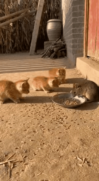 笑不活了！
       谁家猫崽这么猛？居然把大老鼠一顿“暴打”！
 
   